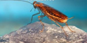 House Cockroach Control No Chemical Spray