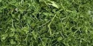 Freeze Dried Coriander