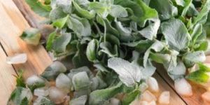 Green Frozen Mint Leaves
