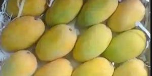 Kesar Mango
