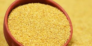 Foxtail Millet