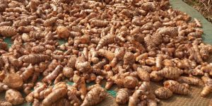 Lakadong Raw Turmeric Finger Rhizhomes