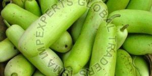 Fresh Bottle Gourd