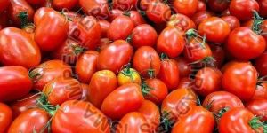 Fresh Tomato