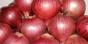 Onion