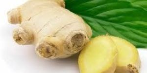Ginger Export Consultancy Services