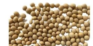 Australian Soya Bean