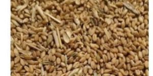 Australian Wheat ASW