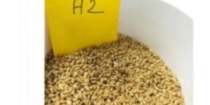 Australian Wheat H2