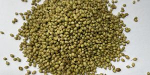 Coriander Seeds