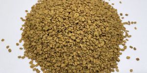 Fenugreek