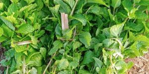 Fresh Mint Leaves
