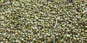 Coriander Seeds