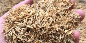 Rice Husk