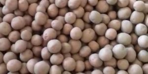 LR Potato Seed