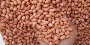 40/50 Groundnut Seeds