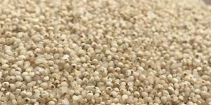 Barnyard Millet