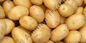 Fresh Potato