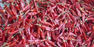 Dry Red Chilli