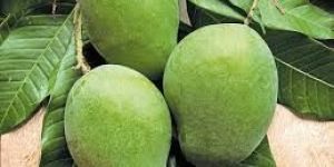 Raw Mango