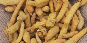 Dried Raw Turmeric Finger