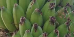 Organic Elaichi Banana