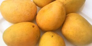 Fresh Alphonso Mangoes