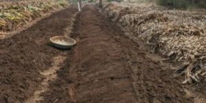 Brown Vermicompost Fertilizer