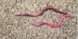 Lumbricus Rubellus Red Live Earthworm