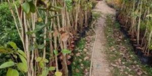 Red Sandalwood Plants