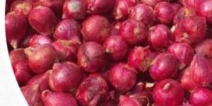Red Onion