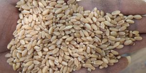 Wheat Seeds