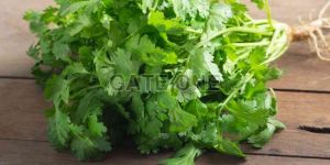 Fresh Coriander Leaves
