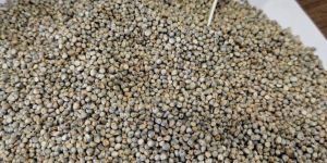 Indian Green Millet