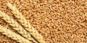 Wheat Grains