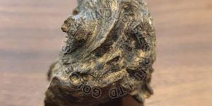 Agarwood Chip