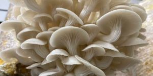 Fresh Oyster Mushroom