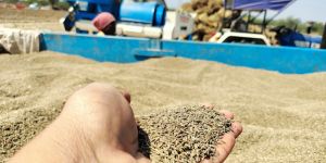 Cumin Seed
