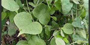 Ayurvedic Hadjod Bone Joint Pain,spondylitis