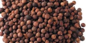 Vavding Embelia Ribes