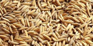 Paddy Seeds