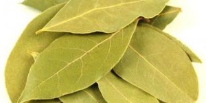 Bay Leaf