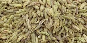 Big Fennel Seeds