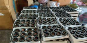 Charcoal Sambrani Cup