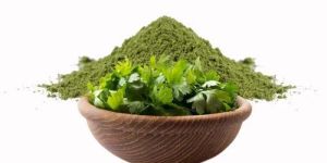 Dehydrated Coriander Leaves Powder