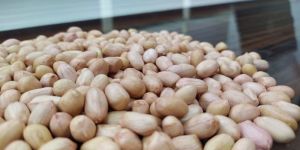 Groundnut Kernel