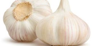 Fresh Garlic