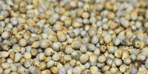 Pearl Millet