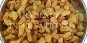 Premium Quality Golden Raisins