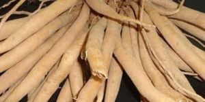 Dry Shatavari Root